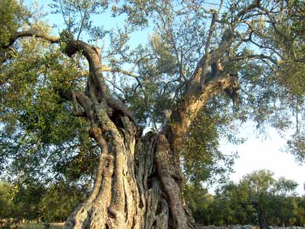 Centuries old olive tree in Salento