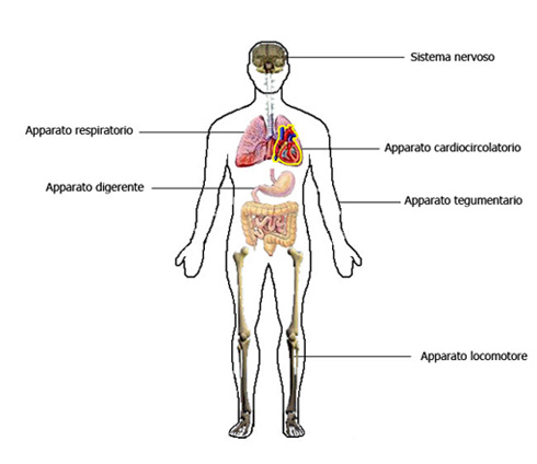 Gli Apparati del Corpo Umano