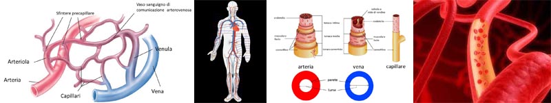 I Vasi Sanguigni ed il Sistema Circolatorio