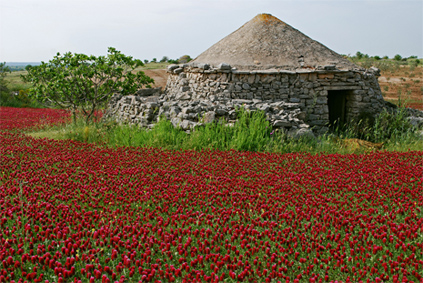 Alta Murgia National Park - Trullo